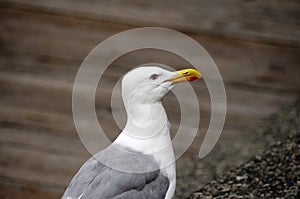 Seagull