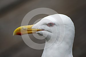 Seagull