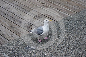 Seagull