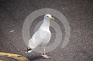 A seagull standing on highway