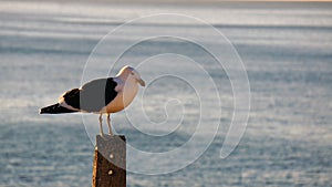 Seagull standing ion a post