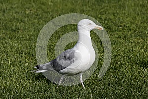 Seagull is standing on the lawn of green grass