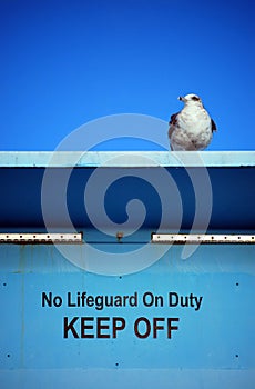 Seagull standing on lifeguard tower