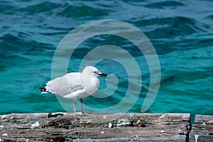 Seagull standing on the log