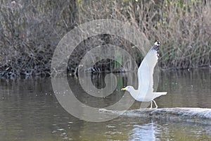 Seagull standing on a log on a lake in the spring, young fresh reed grass background