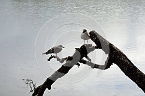Seagull standing on log
