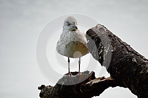 Seagull standing on log
