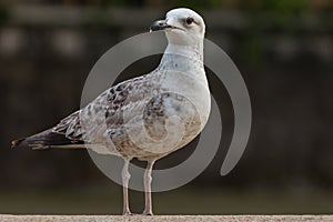 Seagull standing and looking at camera