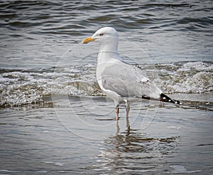 Seagull standing onbthe beach in the water