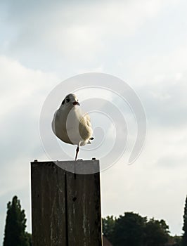 Seagull standing on one leg