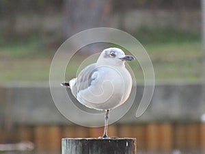 Seagull standing on one leg