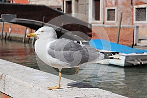 Seagull standing on one leg on Brighton in Venice