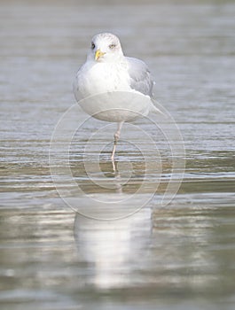 Seagull standing on one leg