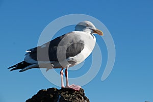 Seagull standing over sky
