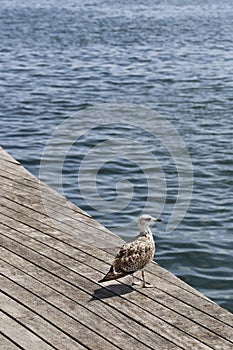 Seagull standing on the pier against the sea