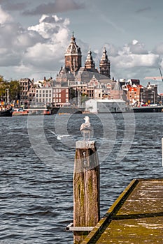 Seagull standing on pier with the view of the Basilica of Saint Nicholas in Amsterdam, NL