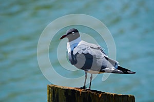 Seagull Standing on a Piling