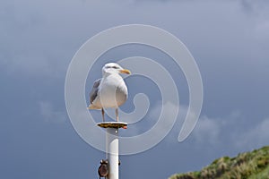 Seagull standing on a pillar