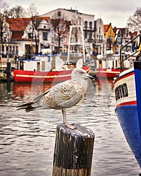 The seagull standing on a pillar. In the background is the old harbor of WarnemÃ¼nde with boats and houses