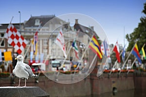 Seagull standing on a pillar, centre of Hague at lake Hofvijver