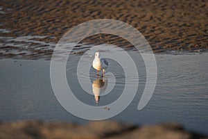 A Seagull standing in a pool of water, with reflection, on the sand beach of Cuxhaven, Germany