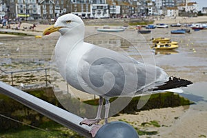 Seagull standing on a railing