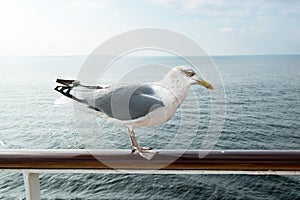 Seagull standing on railing, overcast sky