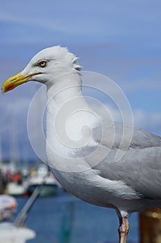 Seagull standing on a railing