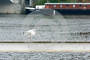 Seagull standing on a railing near the river