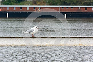 Seagull standing on a railing near the river