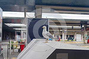 Seagull standing on a Railway station