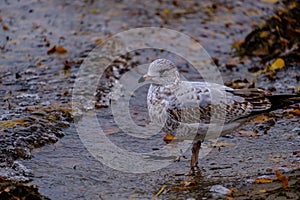 Seagull standing in river water`s waves