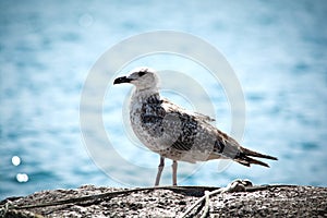 Seagull photo