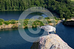 Seagull standing on a rock