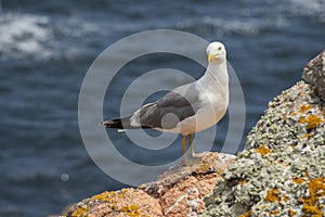 Seagull standing on a rock with the atlantic ocean behind