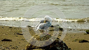 Seagull standing on a rock cleaning feathers. Waves on the sea. Beach scene