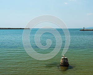 Seagull Standing on a Rock is Guarding the Harbor Entrance