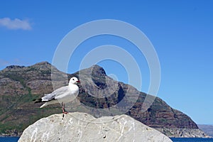 Seagull standing on the rock with ocean and mountain background