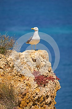 Seagull standing on a rock