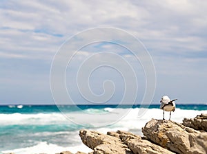 Seagull watching the waves breaking from coast