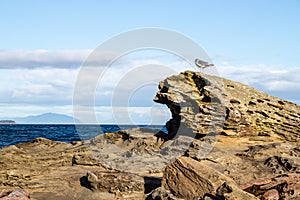 Seagull standing on rocks at Jack Point Park, Nanaimo, BC