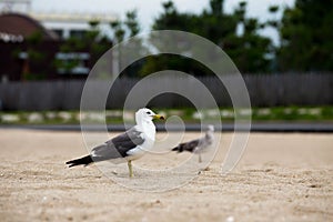 Seagull standing on a sand beach