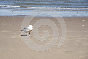 Seagull standing on a sandy beach