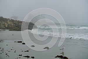 Sea gull staring out at Atlantic Ocean on dark, foggy day as waves roll in to shore