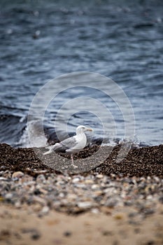 Seagull Standing on Seaweed in front of Ocean, Germany