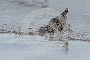 Seagull standing in a shallow body of water searching for food in the sand