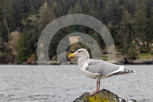Seagull standing by the shore photo