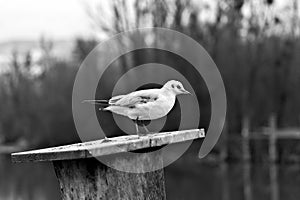 Seagull standing on sloping bollard in snowfall in black and white