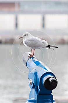 Seagull standing on a spyglass