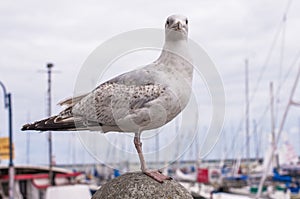 Seagull standing still